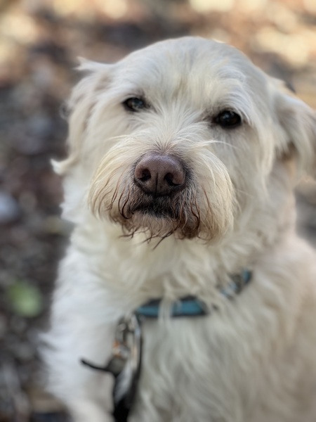 Entry image for Winnie. Clicking this image will show a larger photo