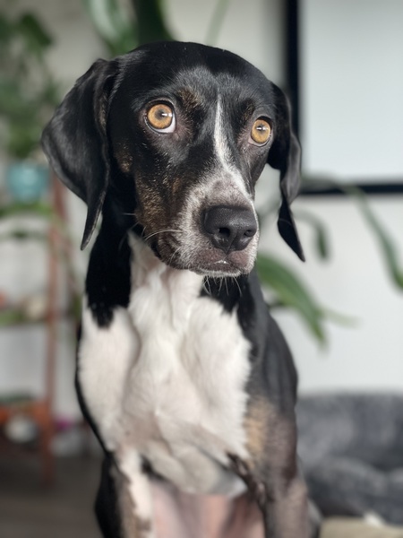 Entry image for Opal. Clicking this image will show a larger photo