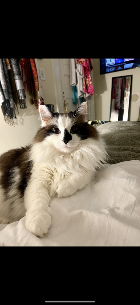 Entry image for Storm. Clicking this image will show a larger photo