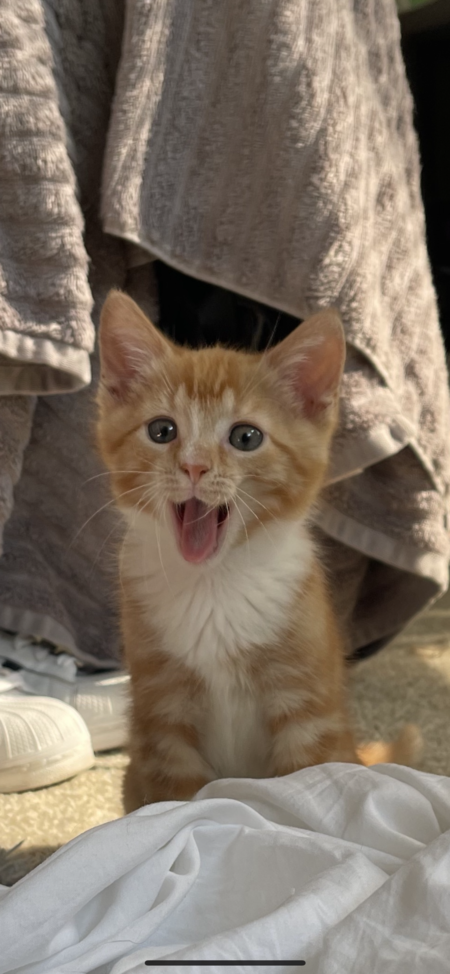 Entry image for Mac. Clicking this image will show a larger photo