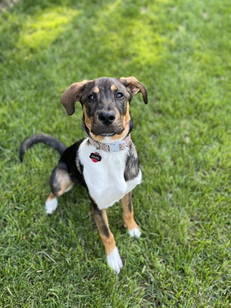 Entry image for Hazel. Clicking this image will show a larger photo