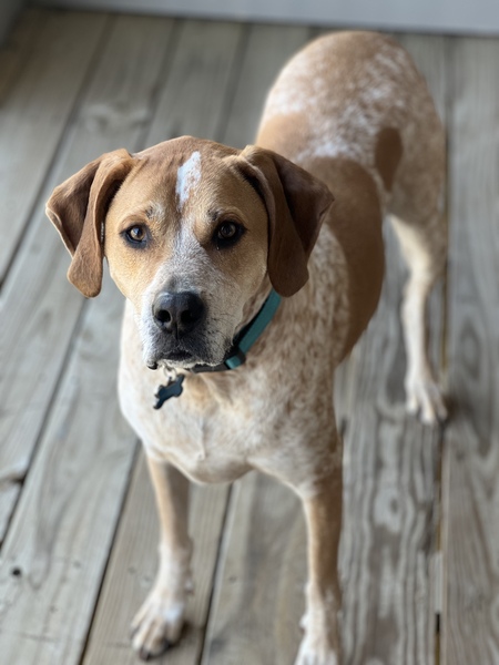 Entry image for Stitch. Clicking this image will show a larger photo