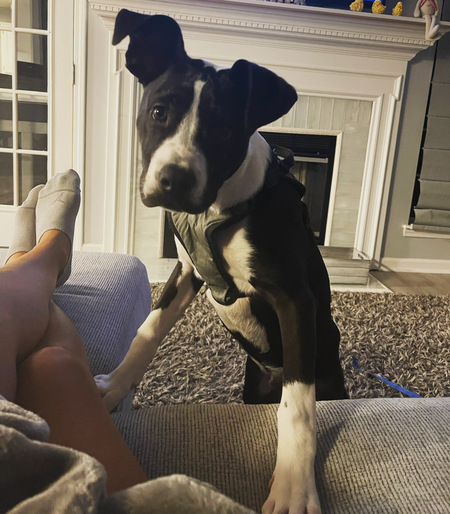 Entry image for Monti. Clicking this image will show a larger photo