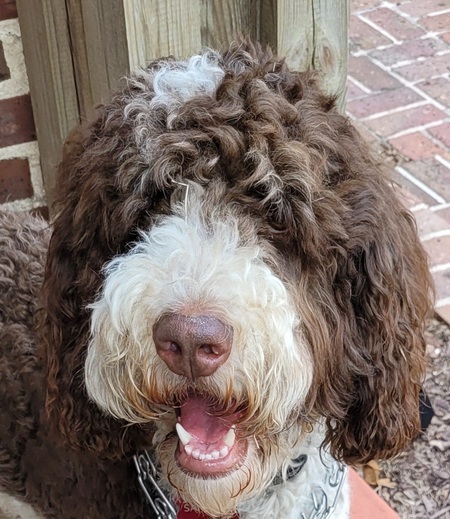 Entry image for Samson. Clicking this image will show a larger photo