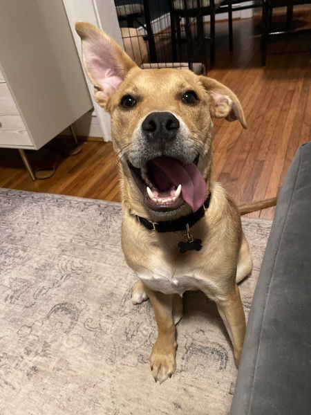 Entry image for Willow. Clicking this image will show a larger photo