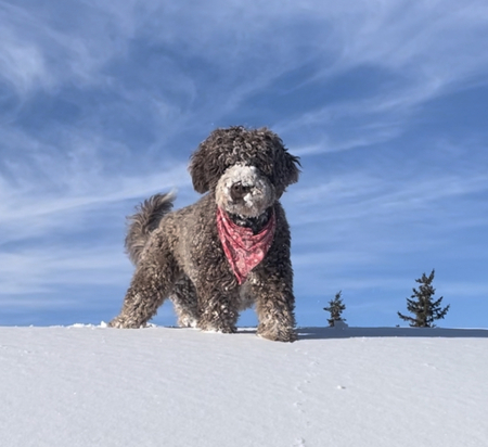 Entry image for Maggie. Clicking this image will show a larger photo