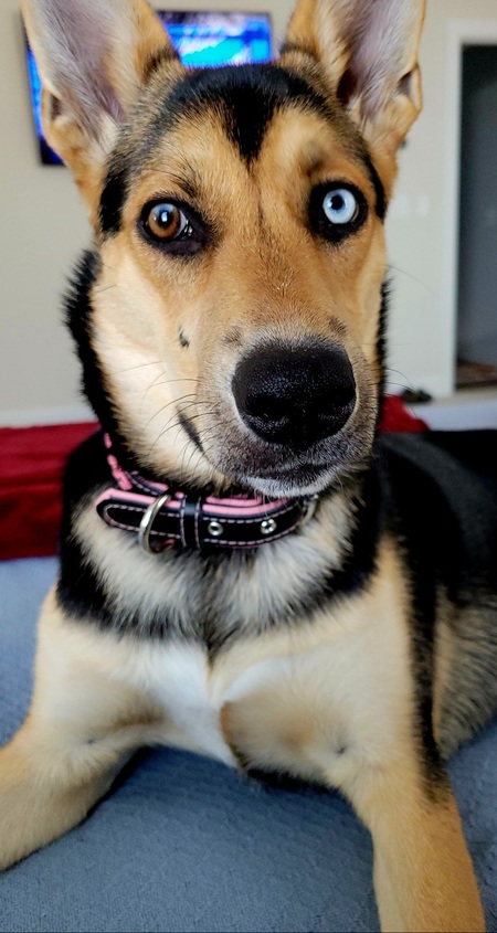 Entry image for Piper . Clicking this image will show a larger photo