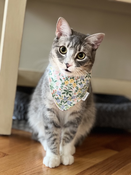 Entry image for Ashelynn Gray Smiley. Clicking this image will show a larger photo