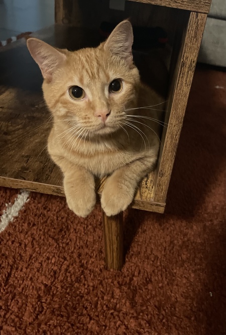 Entry image for Griddy. Clicking this image will show a larger photo