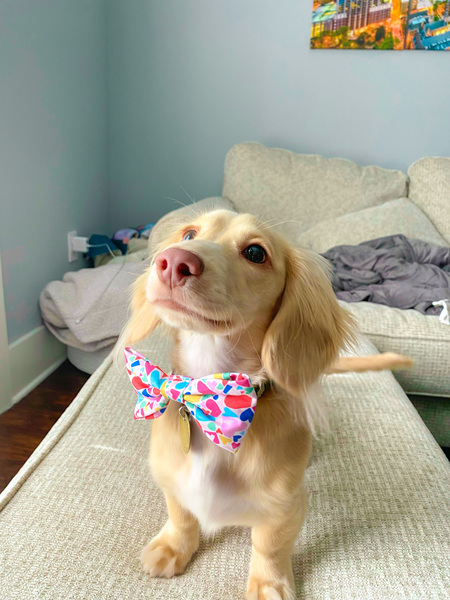 Entry image for Leo. Clicking this image will show a larger photo