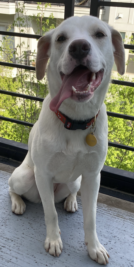 Entry image for Freddie Spaghetti. Clicking this image will show a larger photo