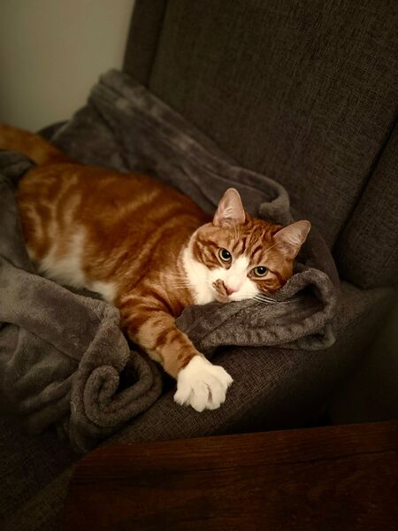 Entry image for Angus . Clicking this image will show a larger photo