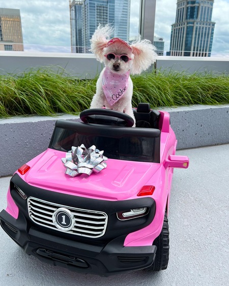 Entry image for Cookie. Clicking this image will show a larger photo