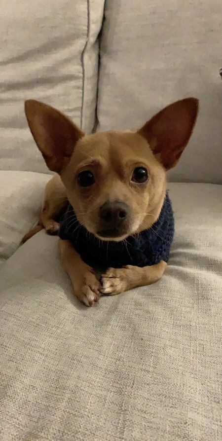 Entry image for Ralph. Clicking this image will show a larger photo