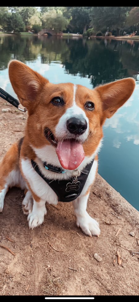 Entry image for Tobi. Clicking this image will show a larger photo