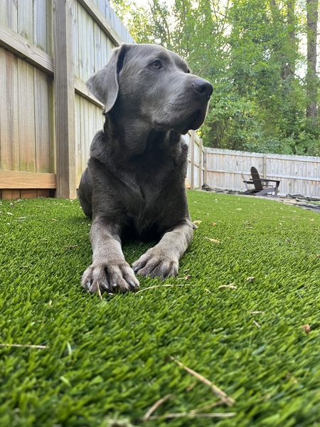 Entry image for Arlo. Clicking this image will show a larger photo