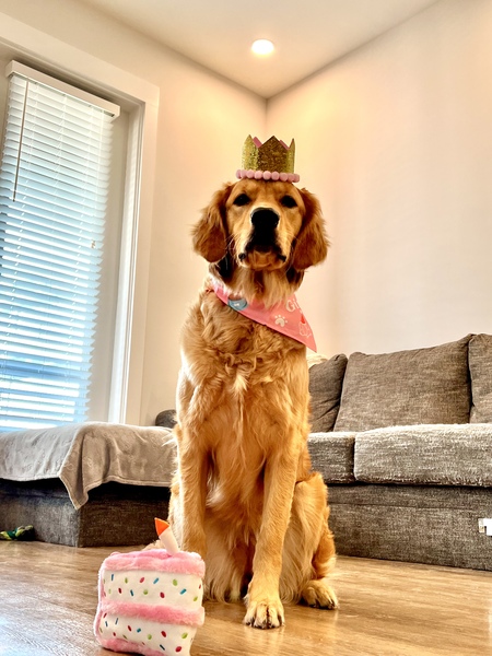 Entry image for Stevie . Clicking this image will show a larger photo