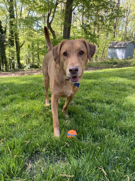 Entry image for Zoey. Clicking this image will show a larger photo