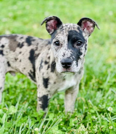 Entry image for Oliver. Clicking this image will show a larger photo