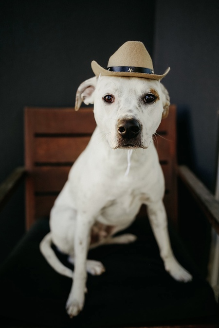 Entry image for Ollie. Clicking this image will show a larger photo