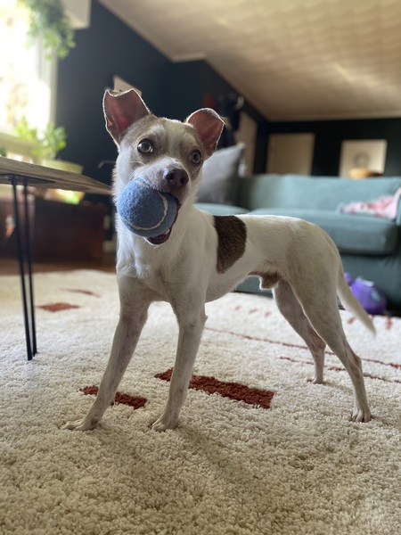 Entry image for Lewis. Clicking this image will show a larger photo