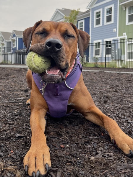 Entry image for Ember. Clicking this image will show a larger photo