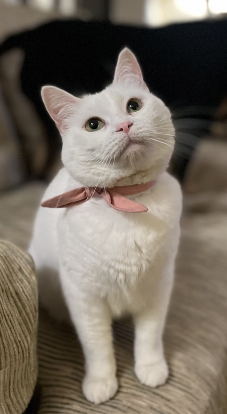 Entry image for Suki. Clicking this image will show a larger photo