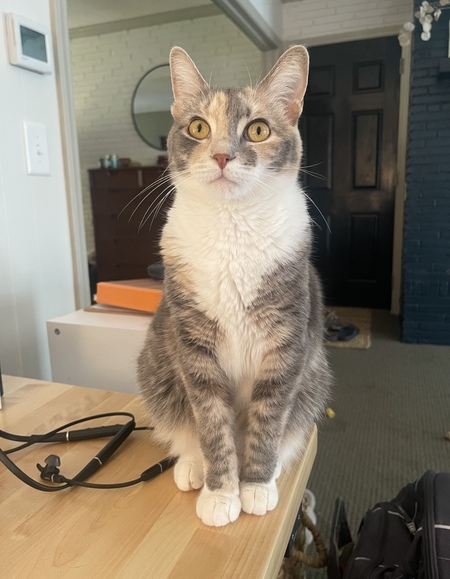 Entry image for Rosie. Clicking this image will show a larger photo