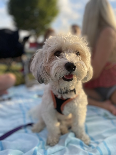 Entry image for Rambo. Clicking this image will show a larger photo