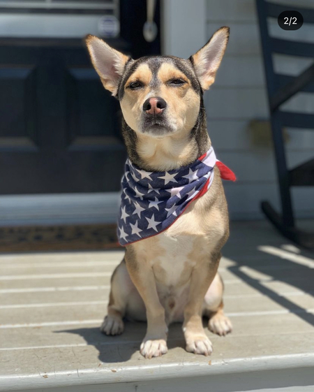 Entry image for Ralphie. Clicking this image will show a larger photo