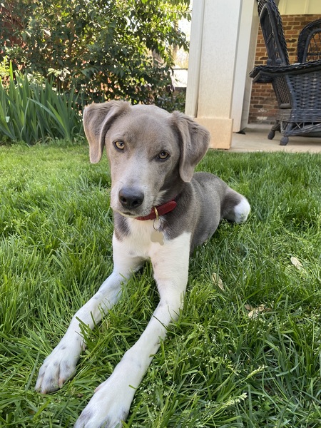 Entry image for Blue. Clicking this image will show a larger photo