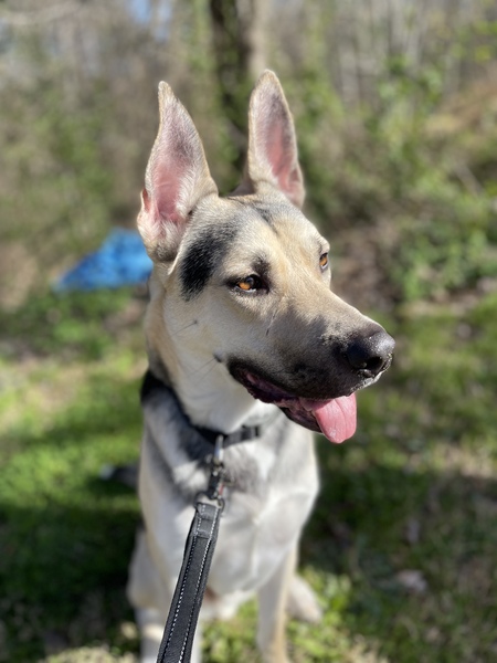 Entry image for Draco. Clicking this image will show a larger photo