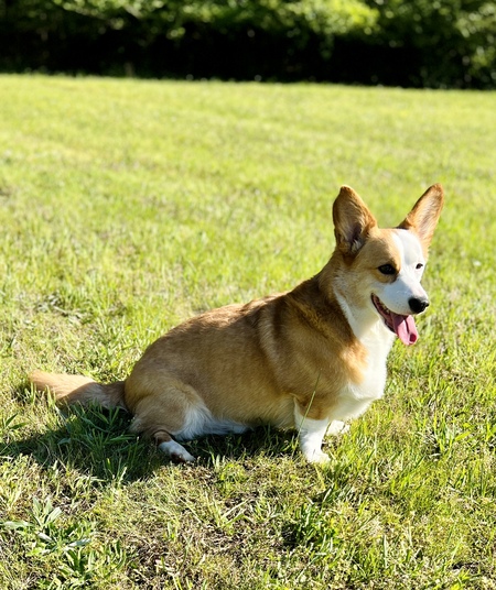 Entry image for Zuko. Clicking this image will show a larger photo