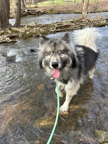 Entry image for Blue. Clicking this image will show a larger photo