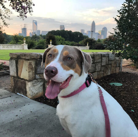 Entry image for Sophie. Clicking this image will show a larger photo