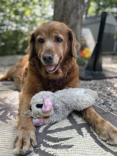 Entry image for Snickers. Clicking this image will show a larger photo