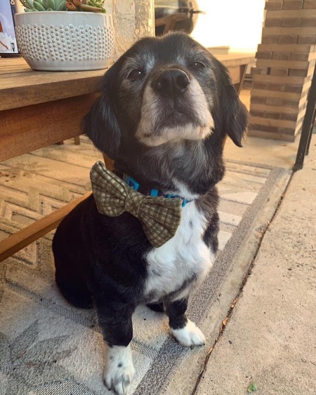 Entry image for Cooper. Clicking this image will show a larger photo