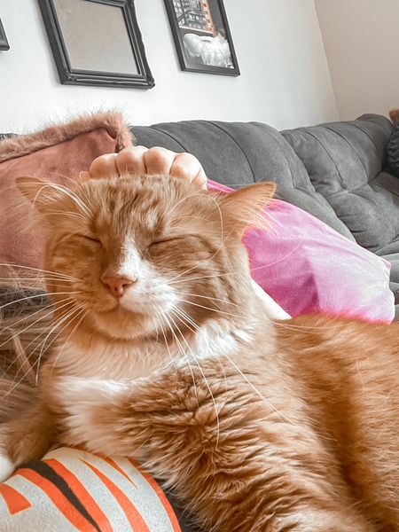 Entry image for Winston. Clicking this image will show a larger photo