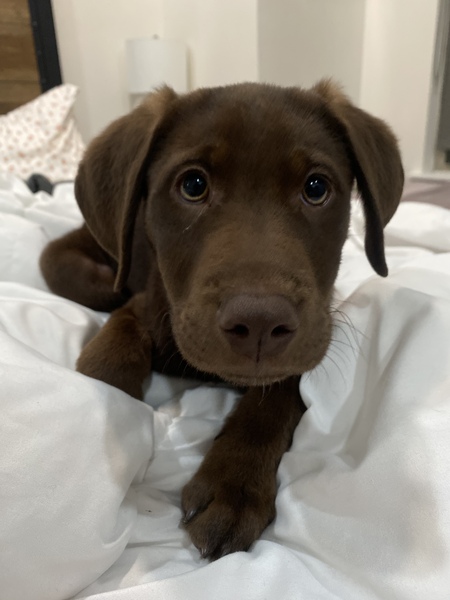 Entry image for Oscar . Clicking this image will show a larger photo