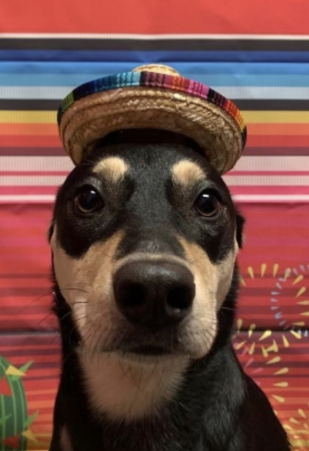 Entry image for Maple. Clicking this image will show a larger photo