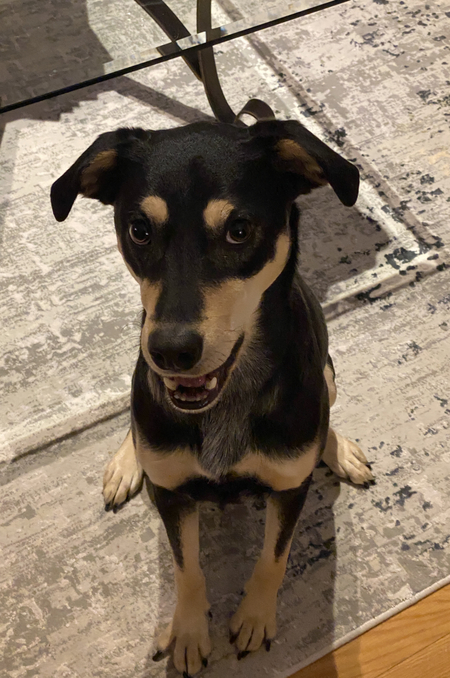 Entry image for Maple. Clicking this image will show a larger photo