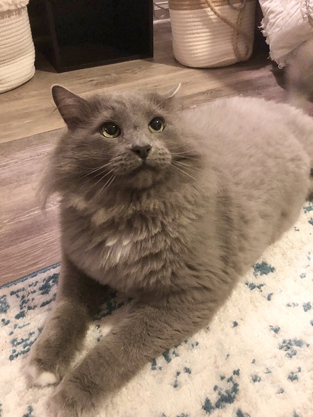 Entry image for Baloo. Clicking this image will show a larger photo