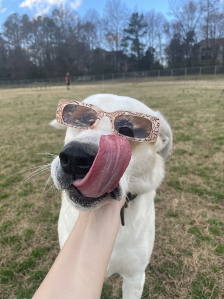 Entry image for Ollie. Clicking this image will show a larger photo