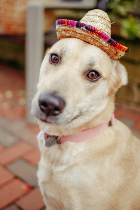 Entry image for Kona. Clicking this image will show a larger photo