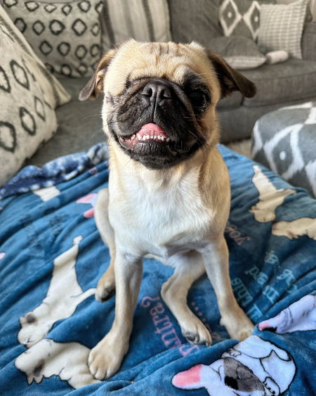 Entry image for Pebbles. Clicking this image will show a larger photo