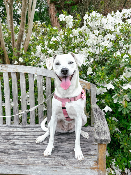 Entry image for Emmie. Clicking this image will show a larger photo