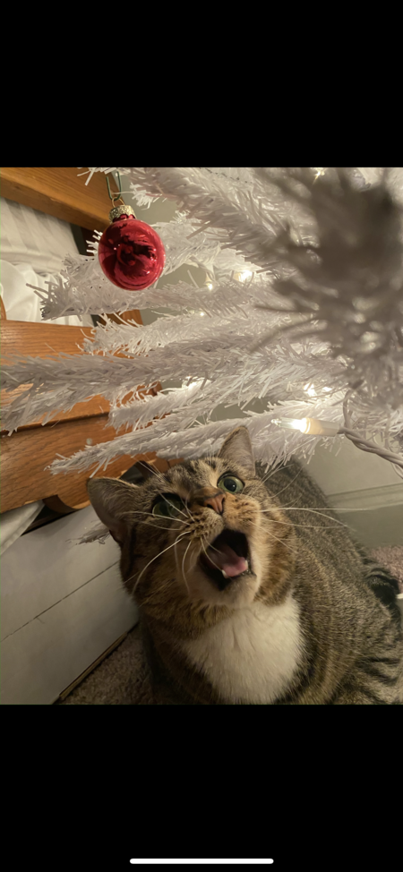 Entry image for Lilly. Clicking this image will show a larger photo