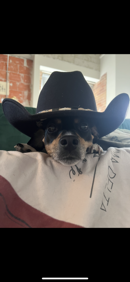 Entry image for Stanley. Clicking this image will show a larger photo