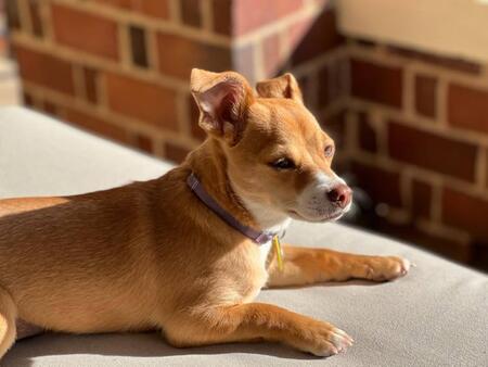 Entry image for Hazelnut . Clicking this image will show a larger photo