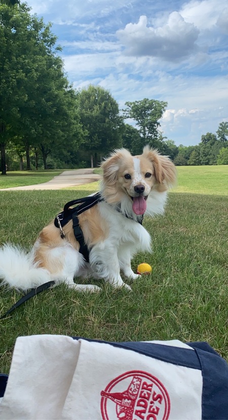 Entry image for Aloe . Clicking this image will show a larger photo